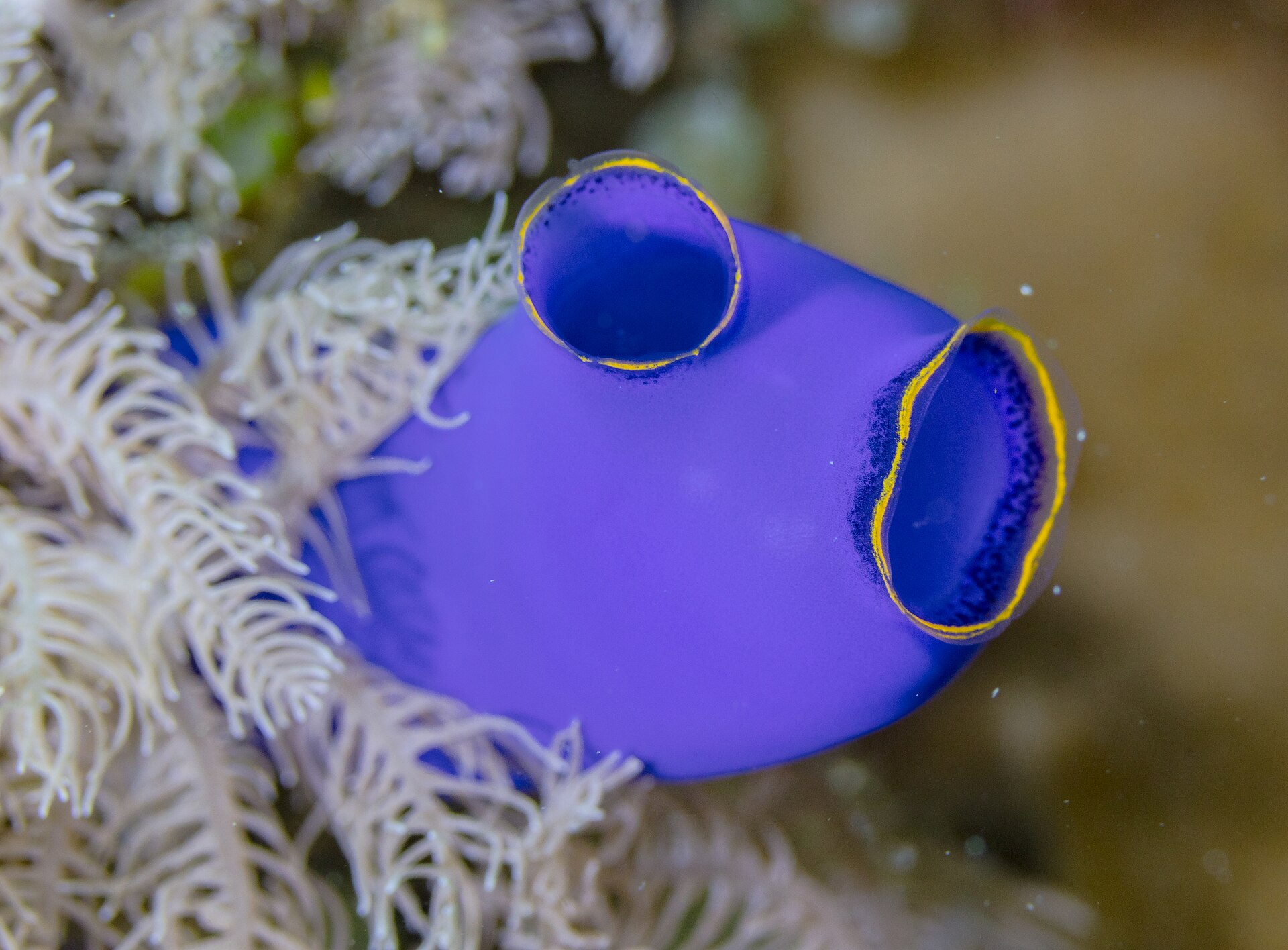 sea squirt