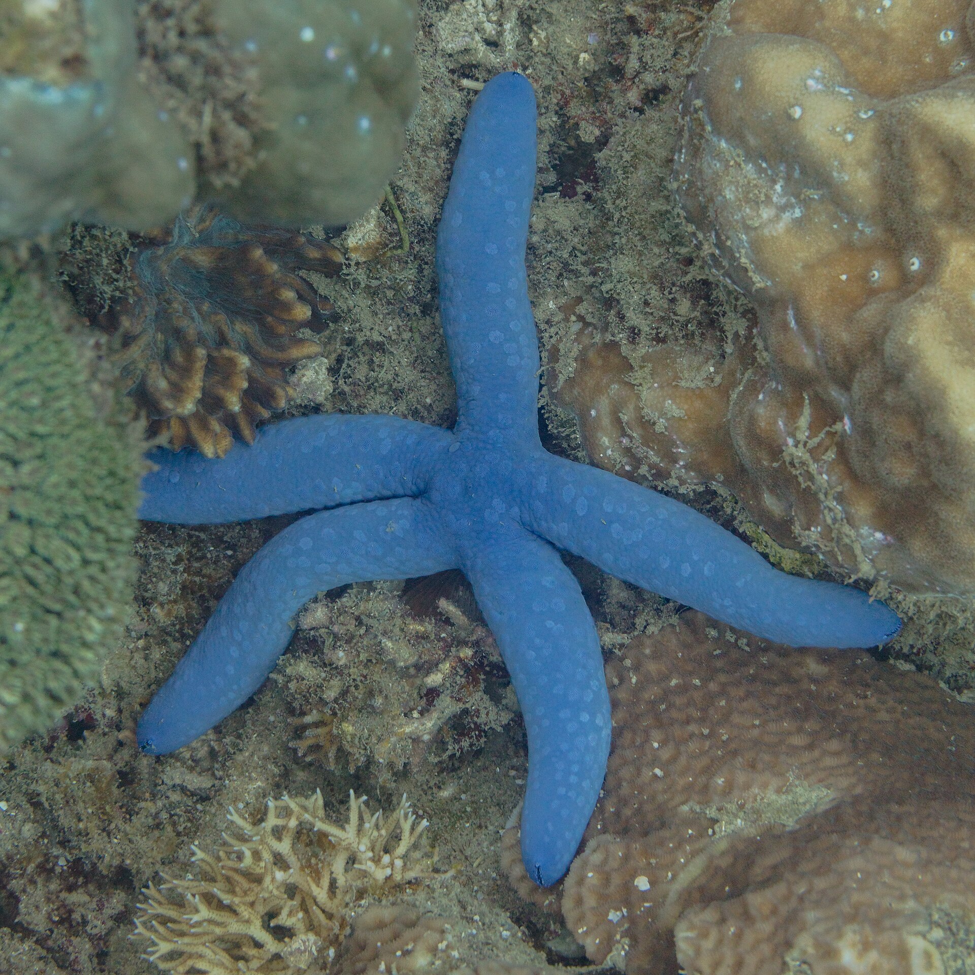 sea star